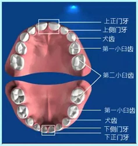 门牙|门齿